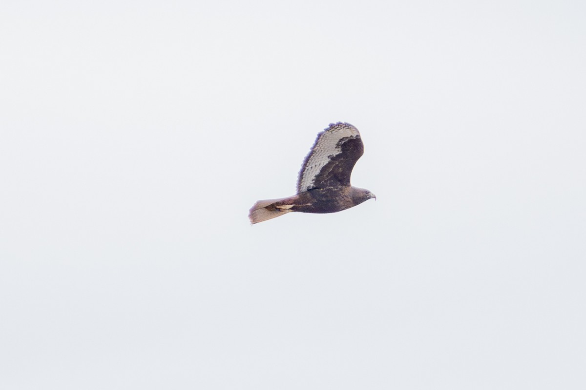 Red-tailed Hawk - ML646775055