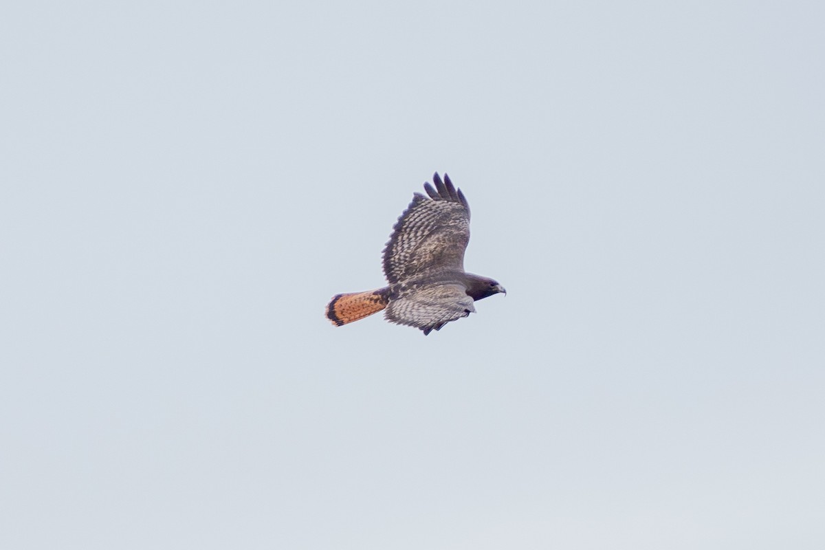 Red-tailed Hawk - ML646775056