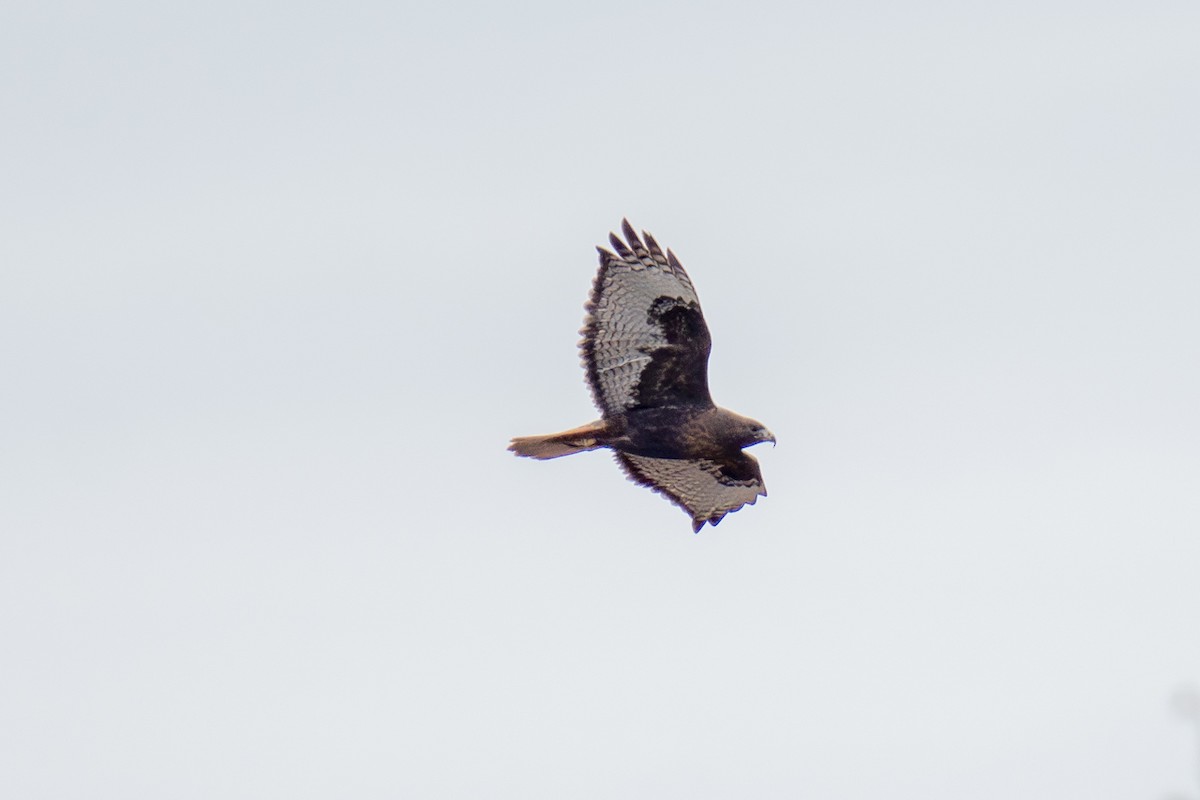Red-tailed Hawk - ML646775057