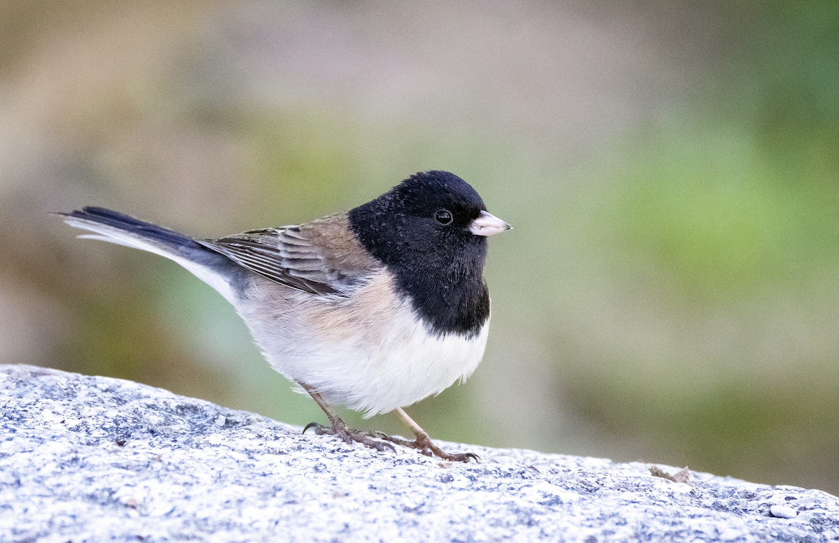 Dark-eyed Junco (Oregon) - ML646775058