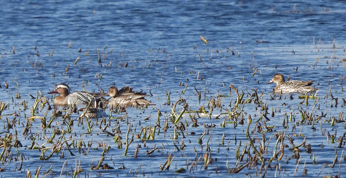 白眉鴨 - ML646775059