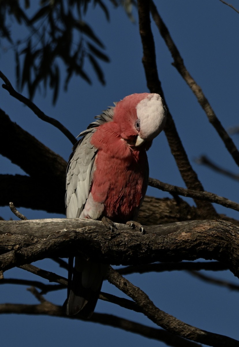 Galah - ML646775060