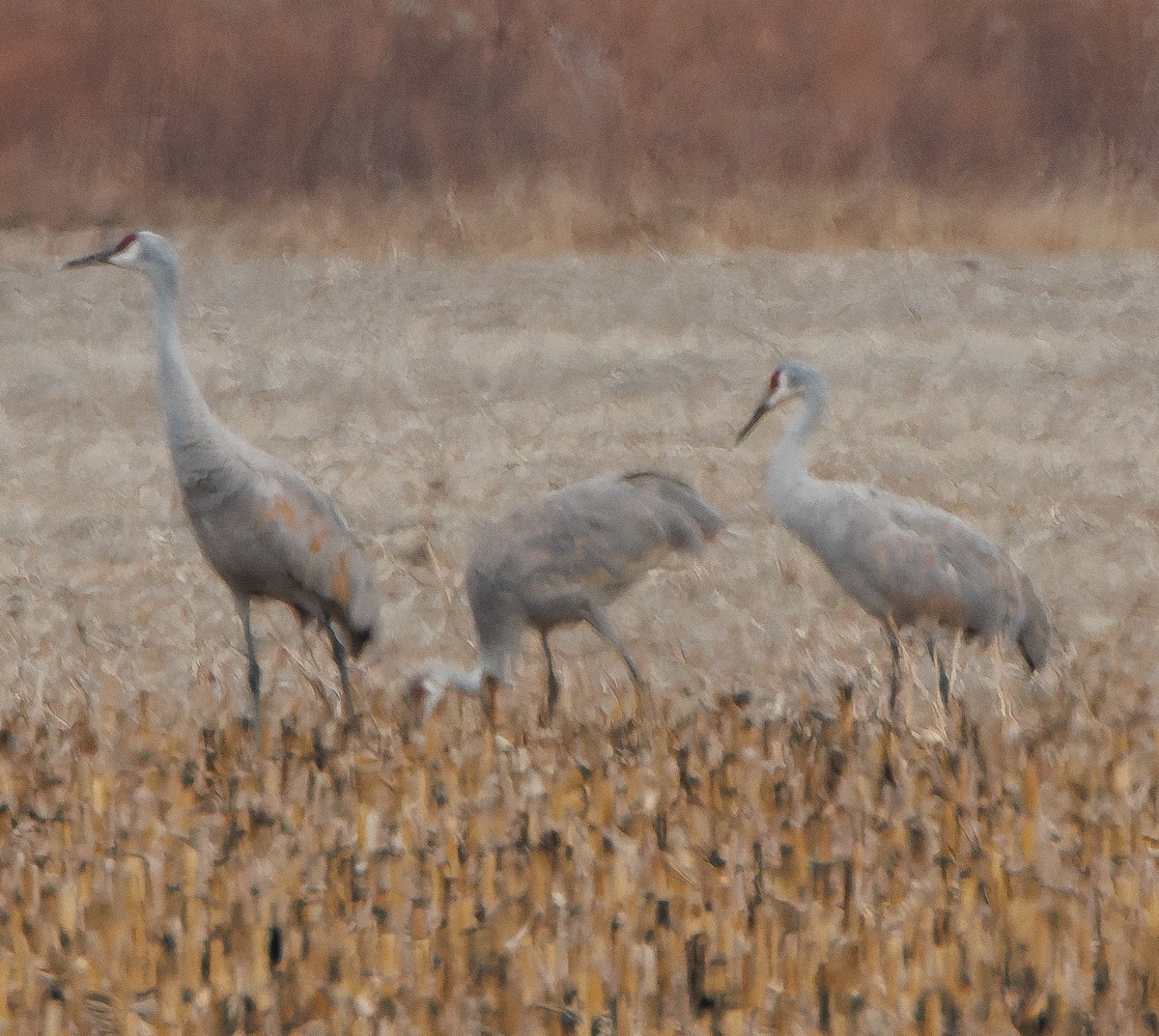Sandhill Crane - ML646775061