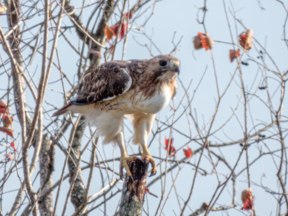 Red-tailed Hawk - ML646775062