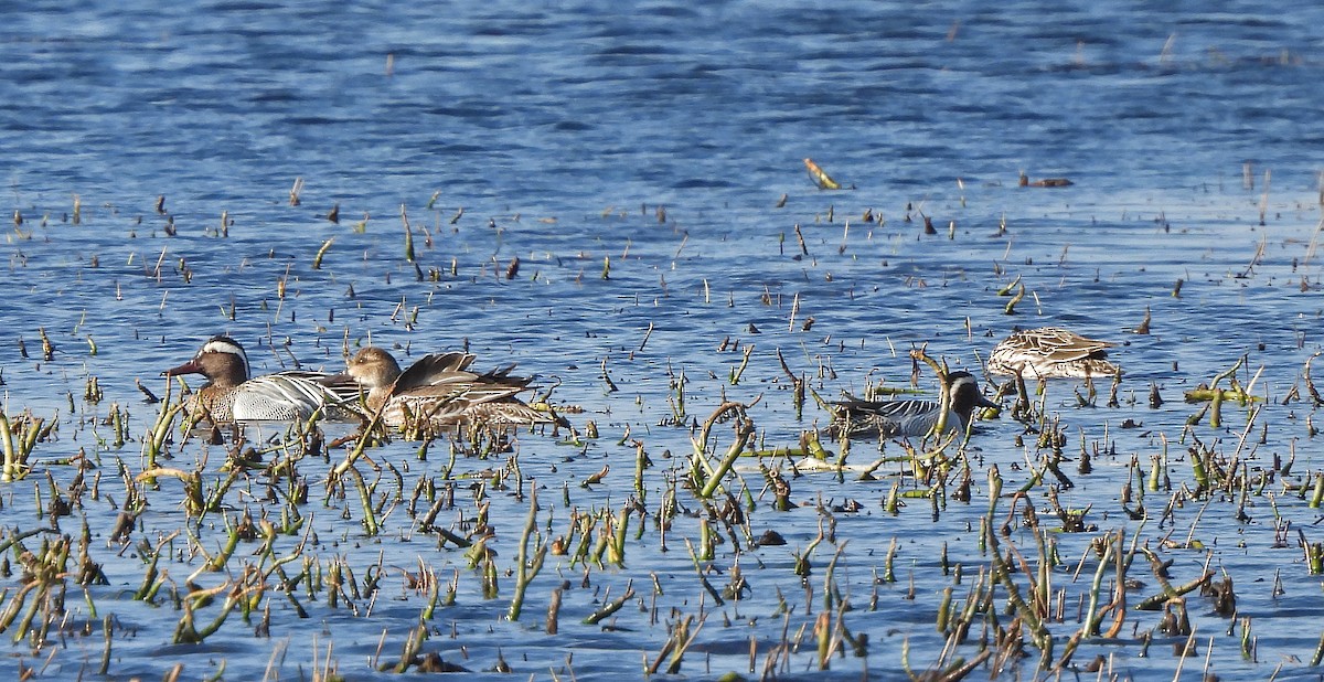 白眉鴨 - ML646775063