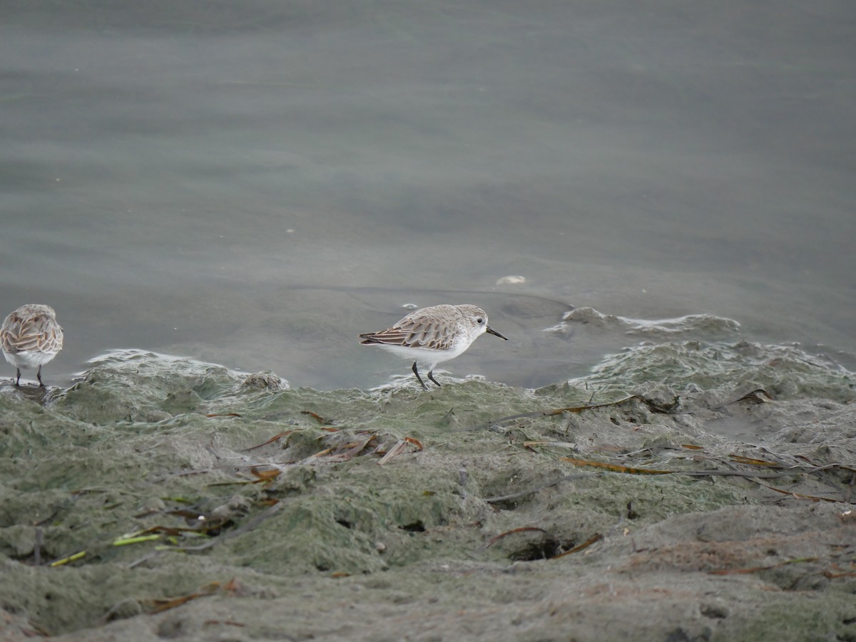 西濱鷸 - ML646775064