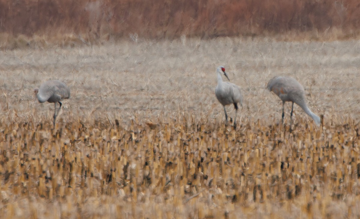 沙丘鶴 - ML646775065