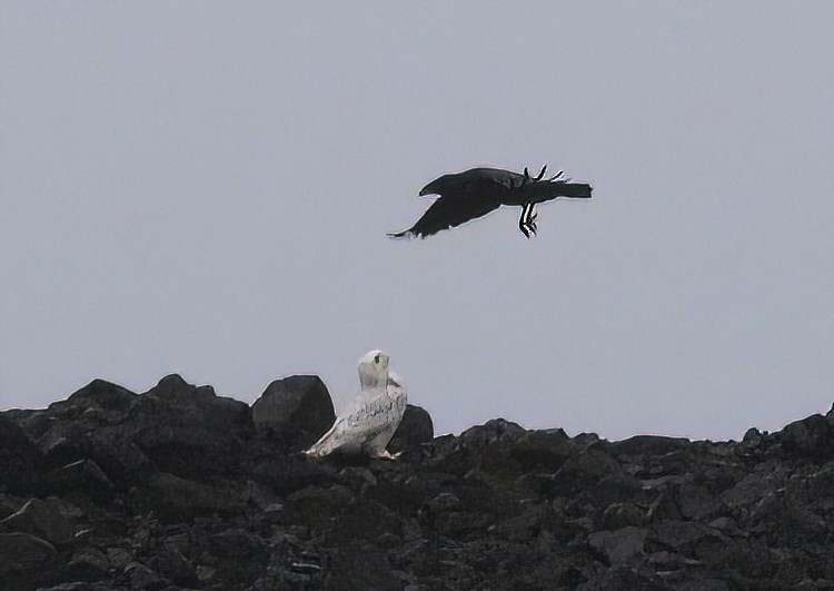 Snowy Owl - ML646775066