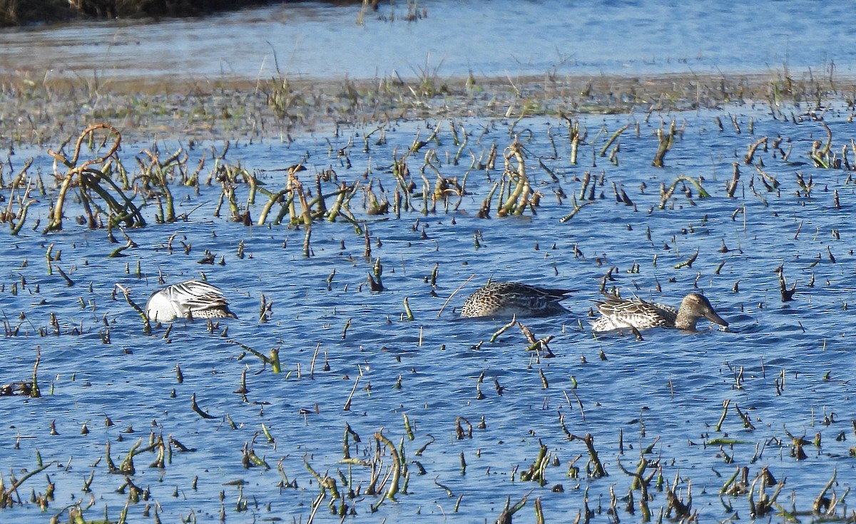 白眉鴨 - ML646775067