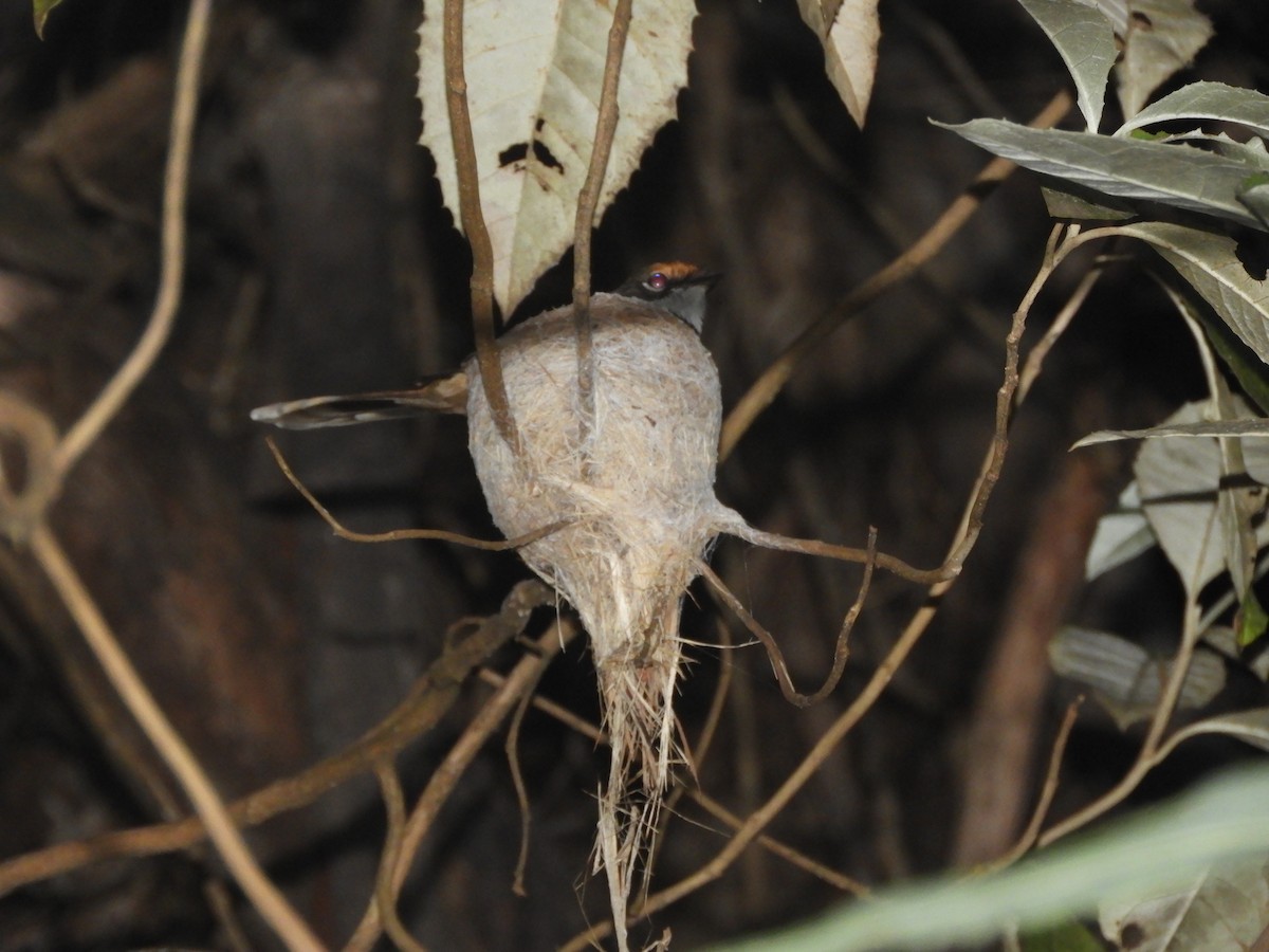 Australian Rufous Fantail - ML646775068