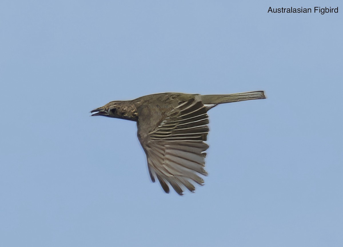 Australasian Figbird - ML646775069