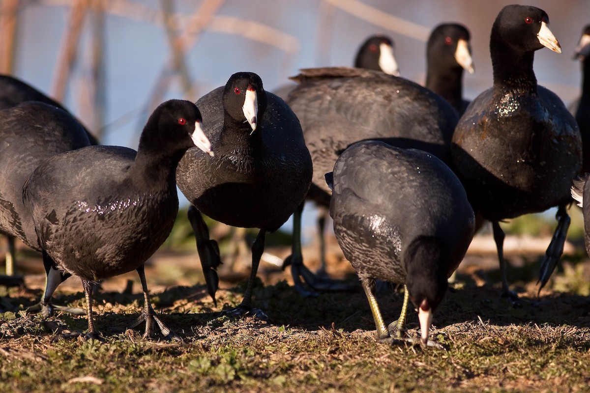 American Coot - ML646775070