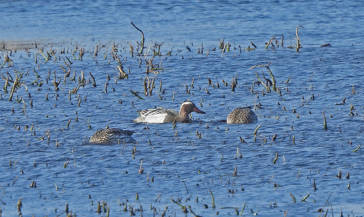 白眉鴨 - ML646775071