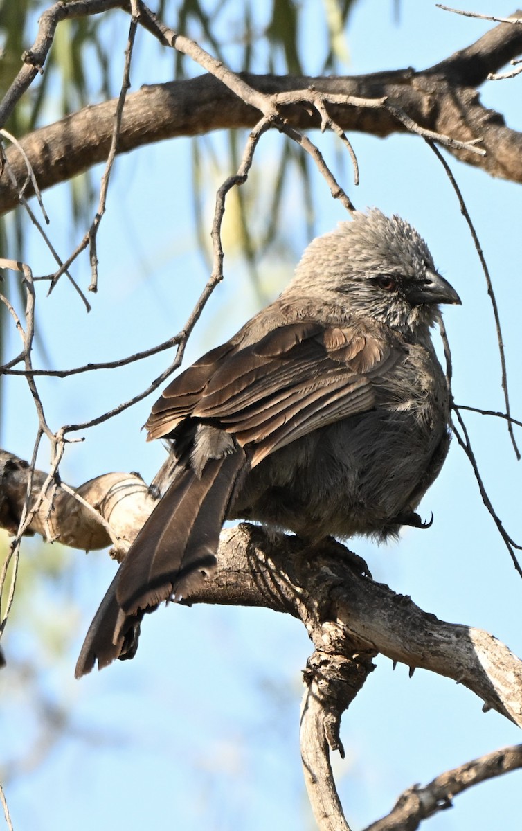 Apostlebird - ML646775072