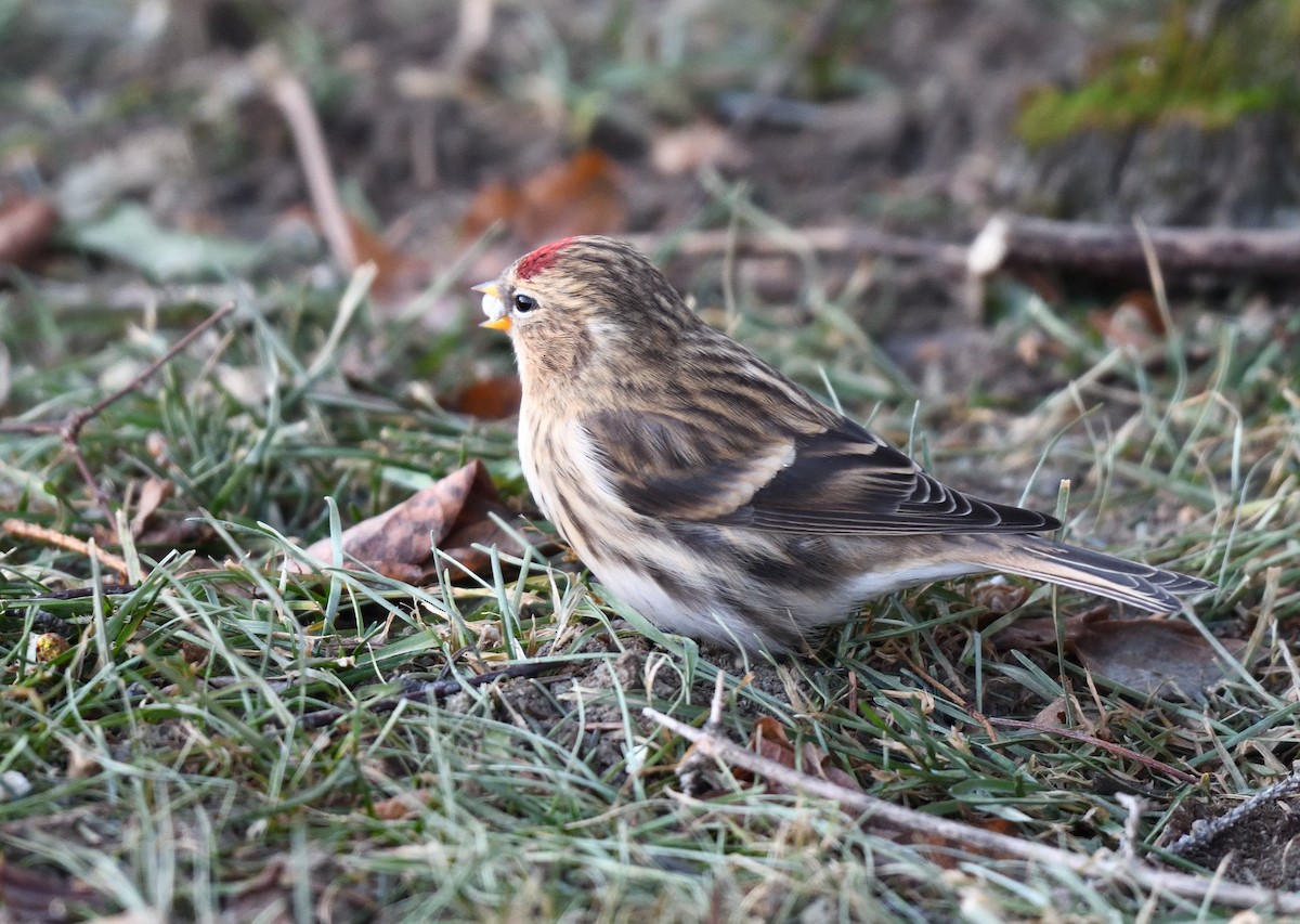 普通朱頂雀 - ML646775073
