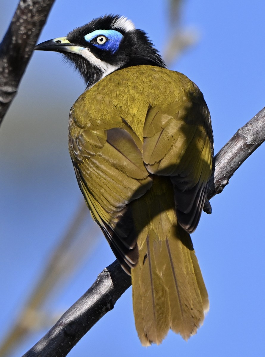 Blue-faced Honeyeater - ML646775075