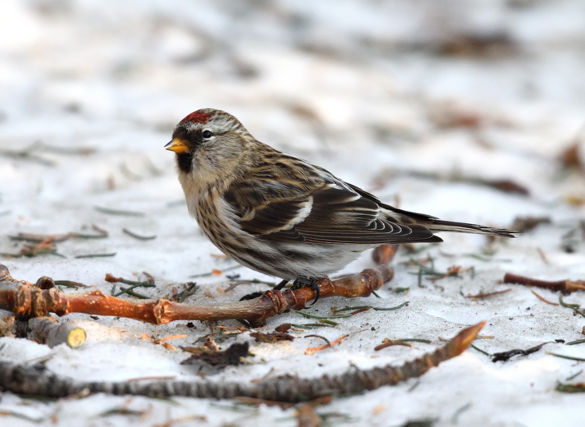 Pardillo Sizerín - ML646775076