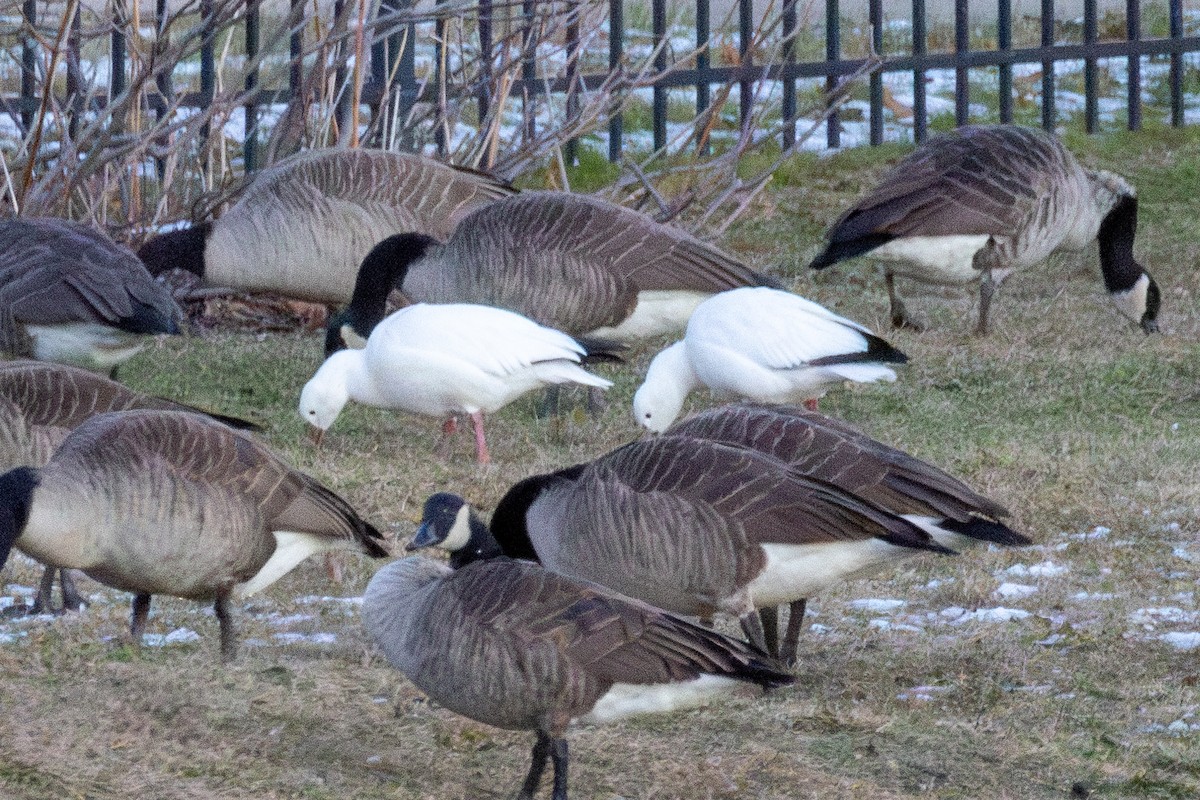 Ross's Goose - ML646775079