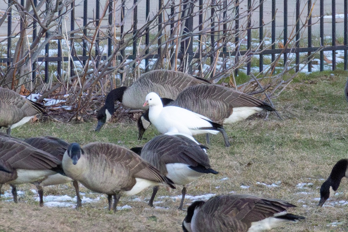 Ross's Goose - ML646775080