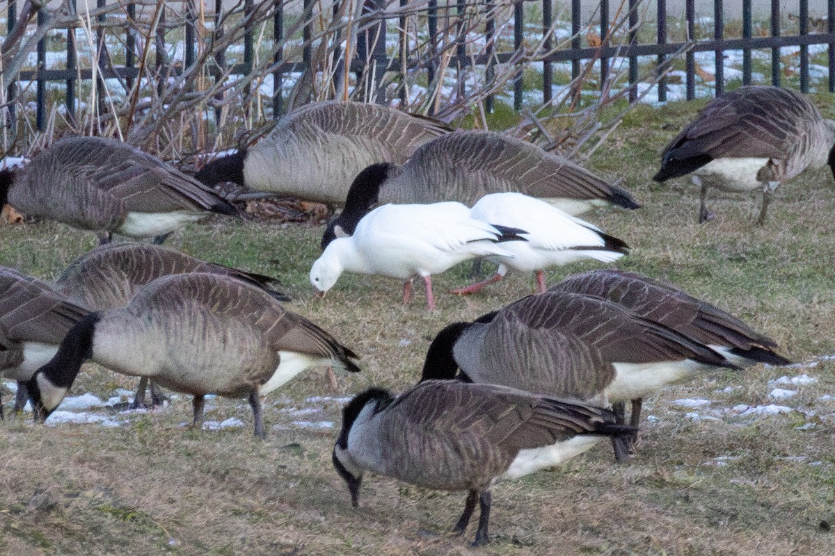Ross's Goose - ML646775081
