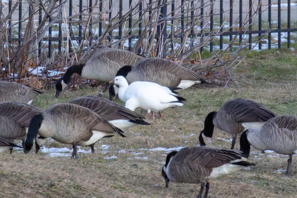 Ross's Goose - ML646775082