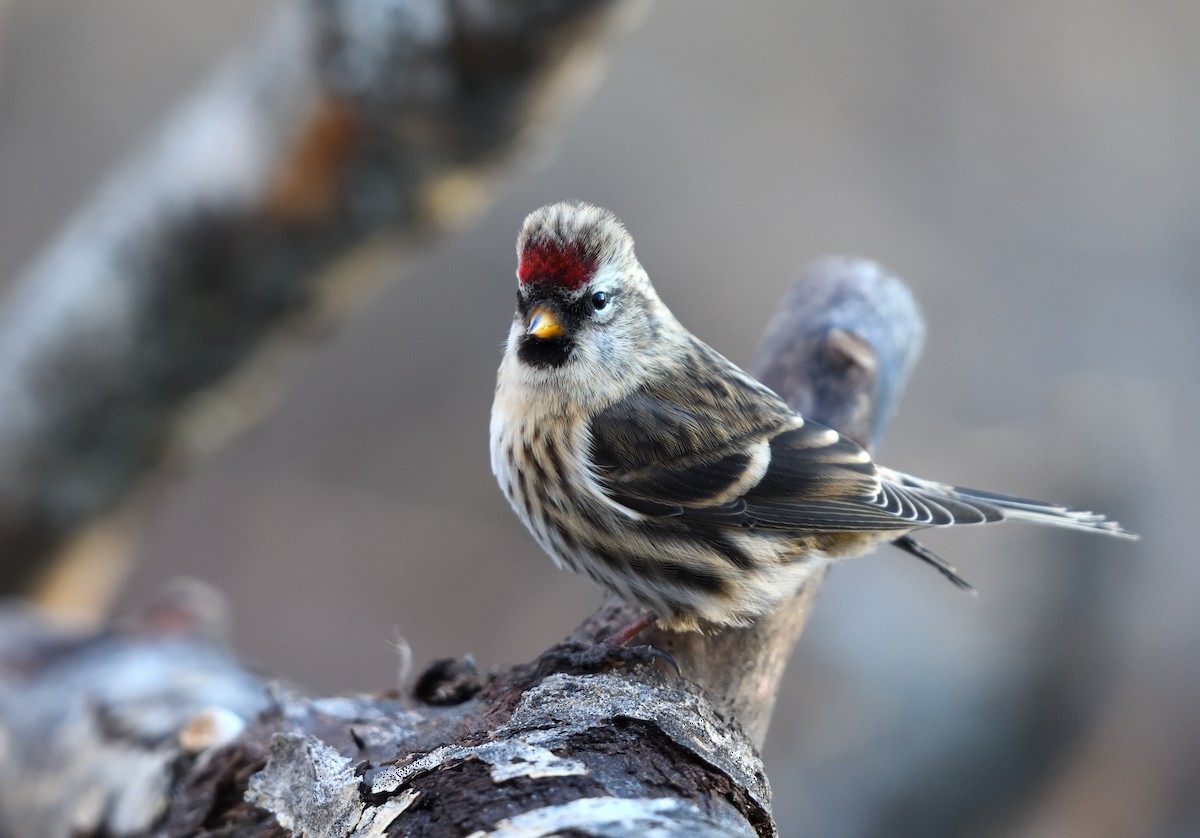 Pardillo Sizerín - ML646775083