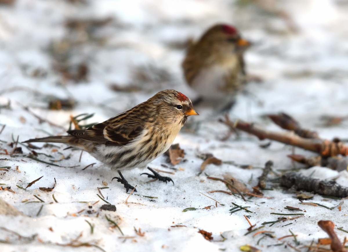 Pardillo Sizerín - ML646775084