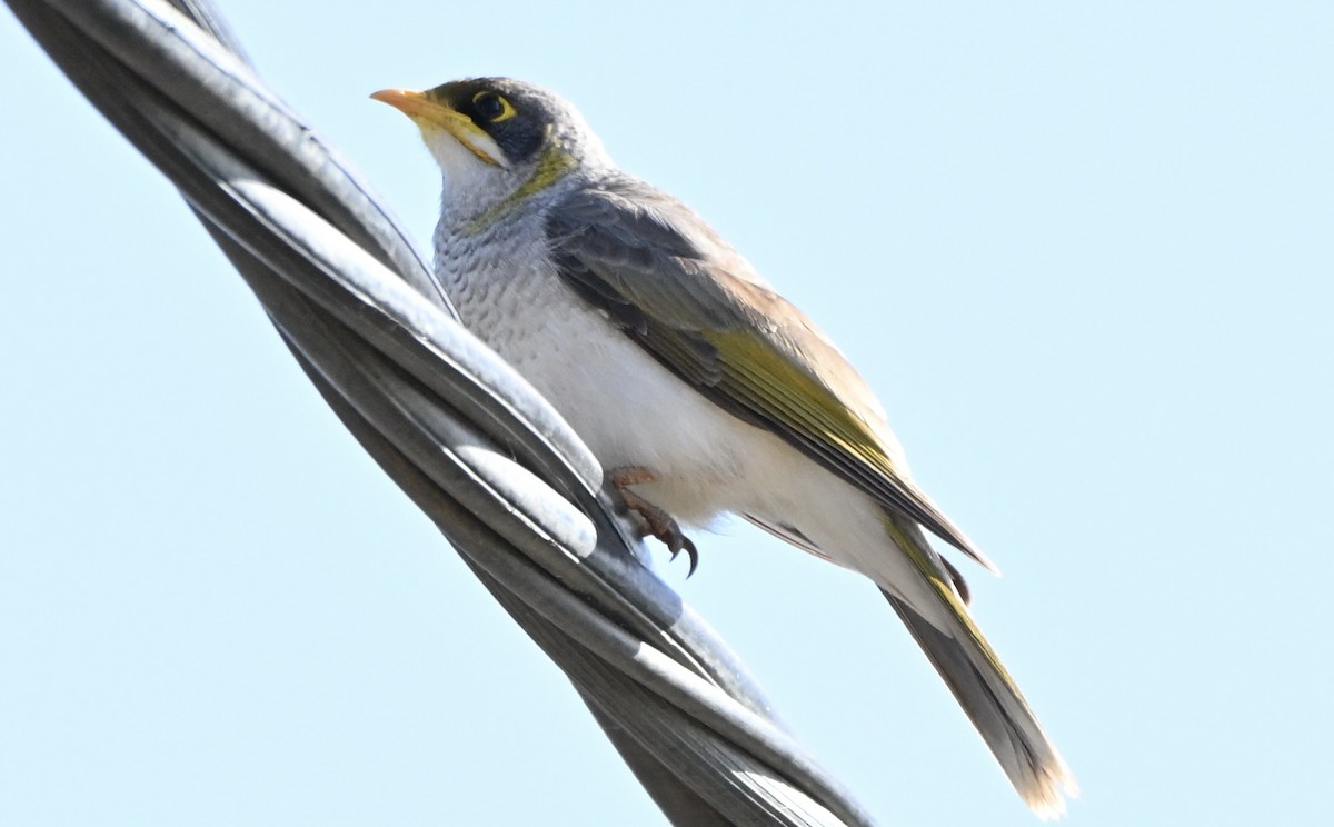 Yellow-throated Miner - ML646775085