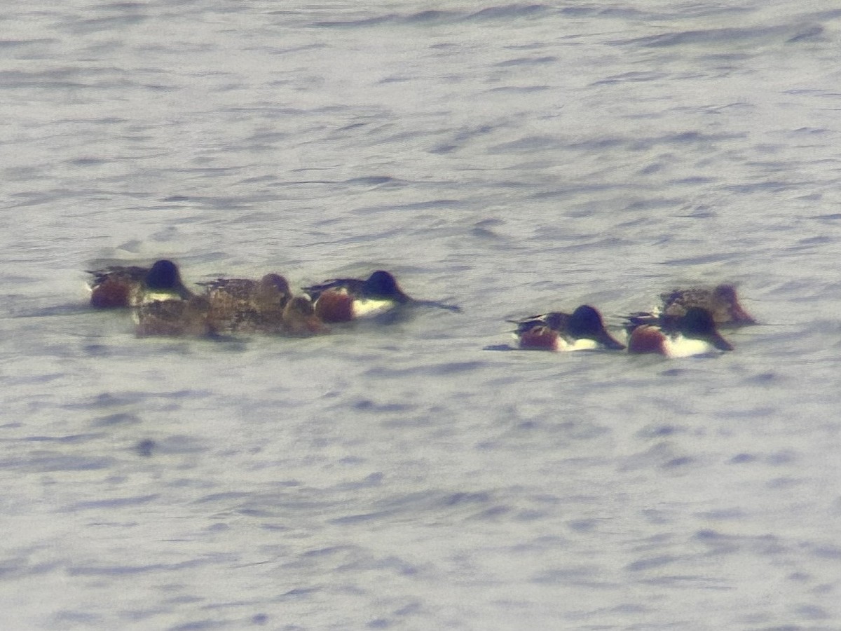 琵嘴鴨 - ML646775086