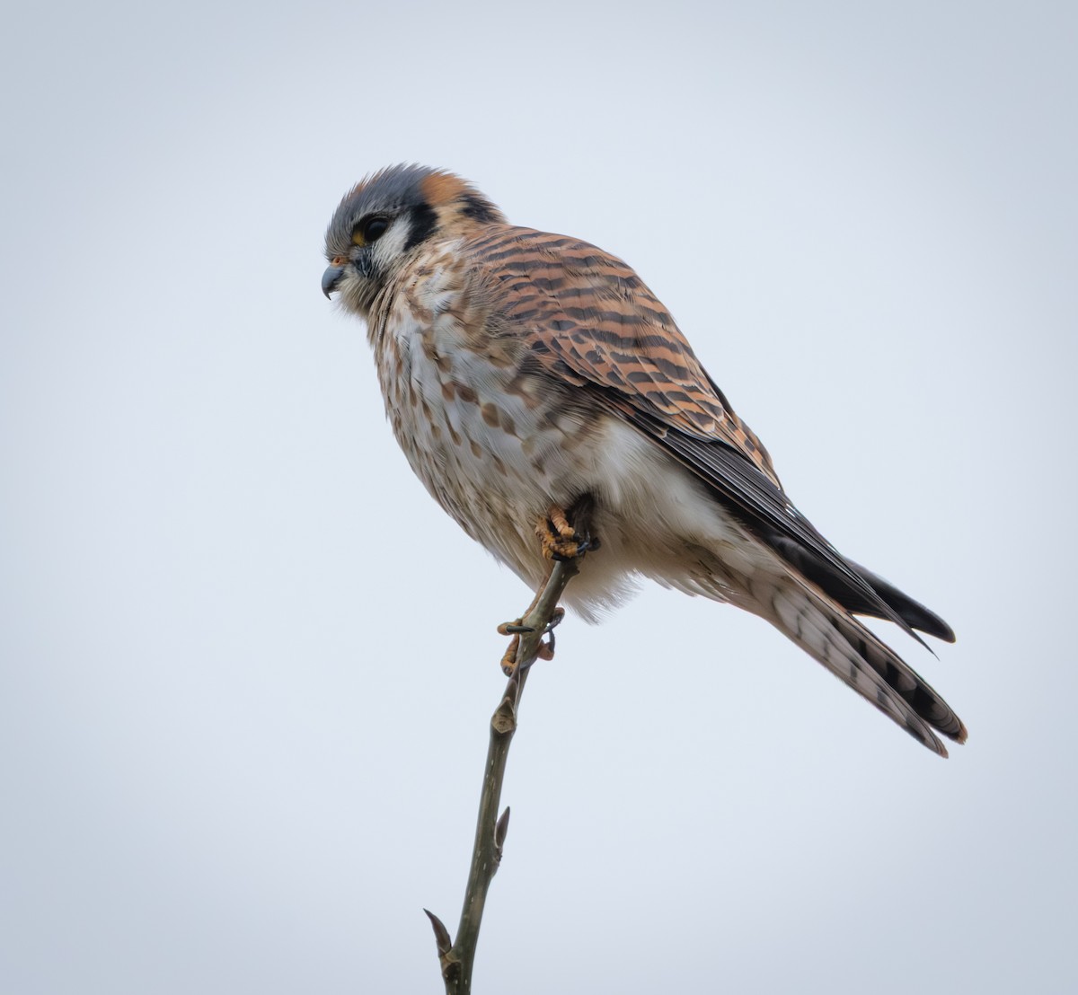 American Kestrel - ML646775088