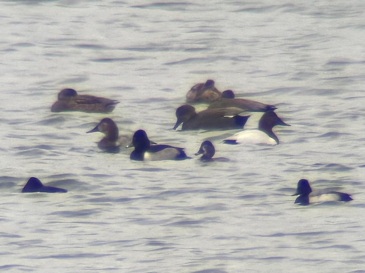 帆背潛鴨 - ML646775089