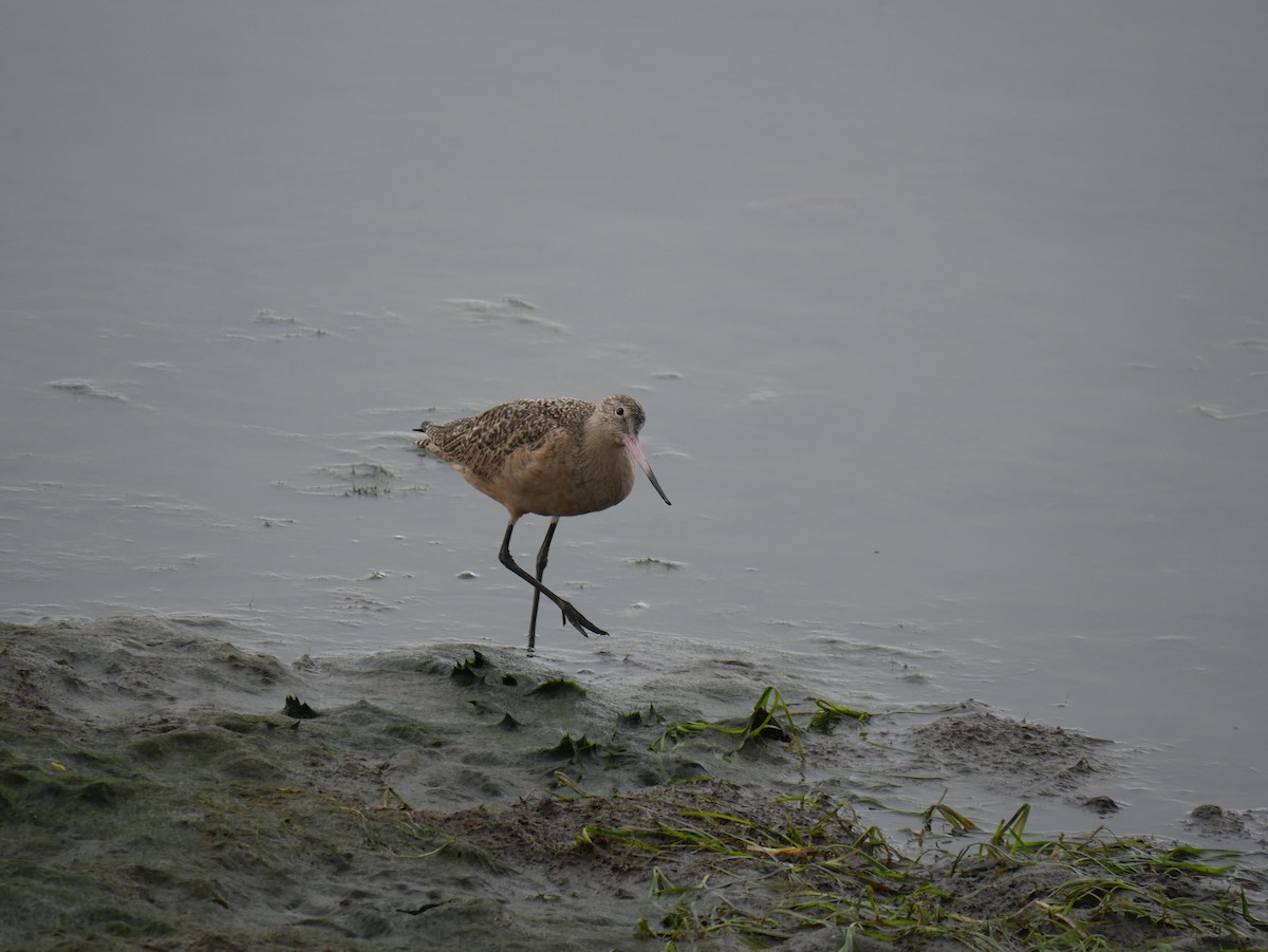 Marbled Godwit - ML646775090