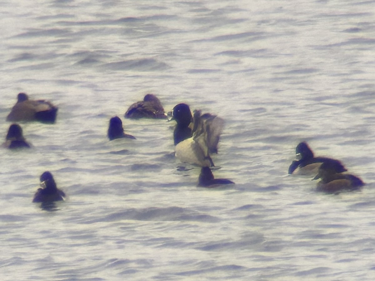 環頸潛鴨 - ML646775092