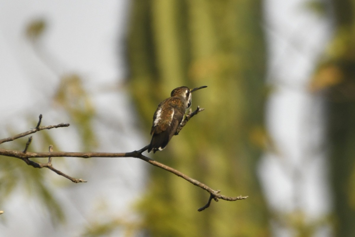 Plain-capped Starthroat - ML646775093