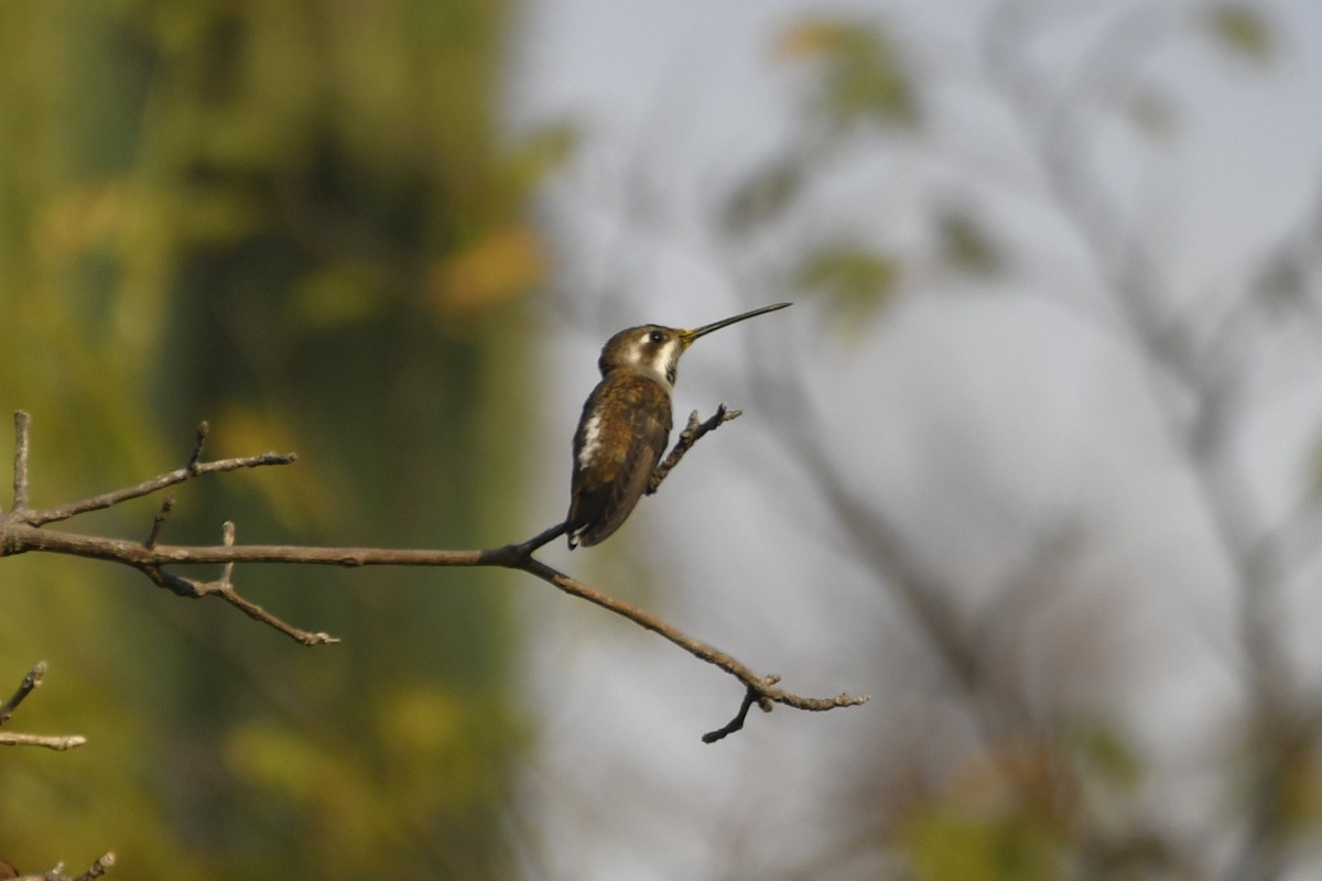 Plain-capped Starthroat - ML646775096