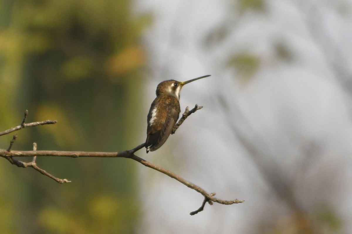 Plain-capped Starthroat - ML646775097