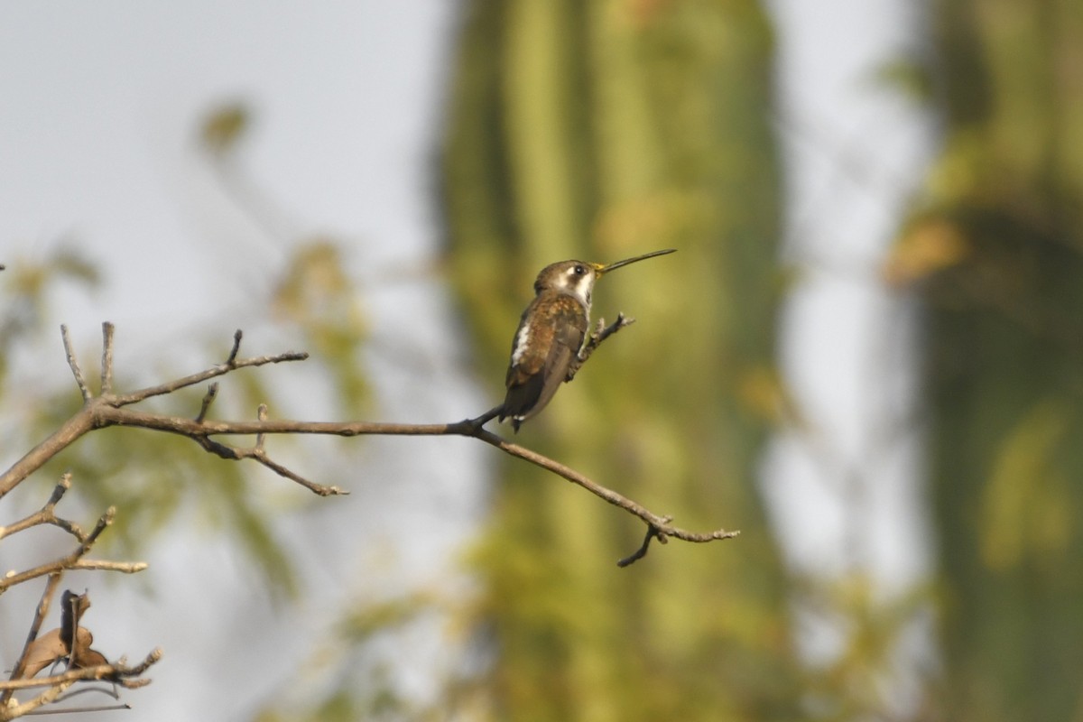 Plain-capped Starthroat - ML646775099