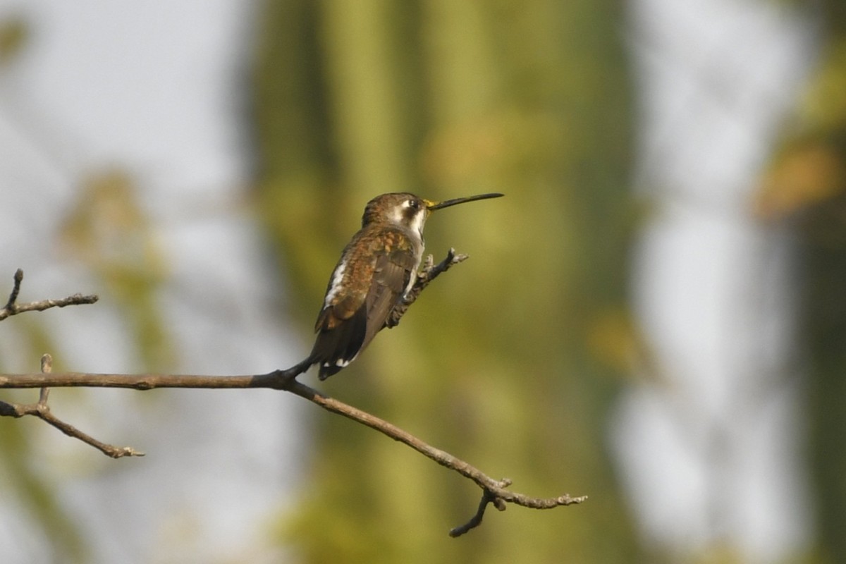 Plain-capped Starthroat - ML646775100