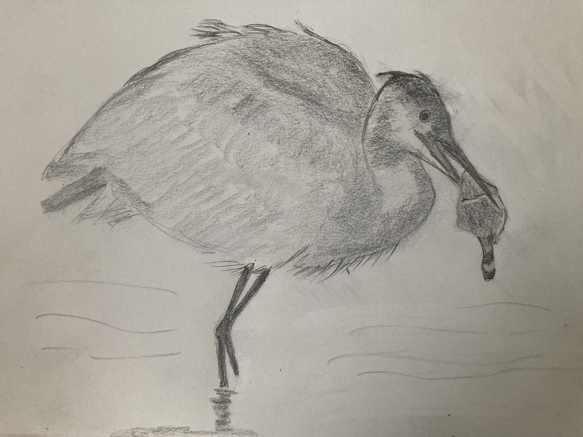 Great Blue Heron - ML646775105