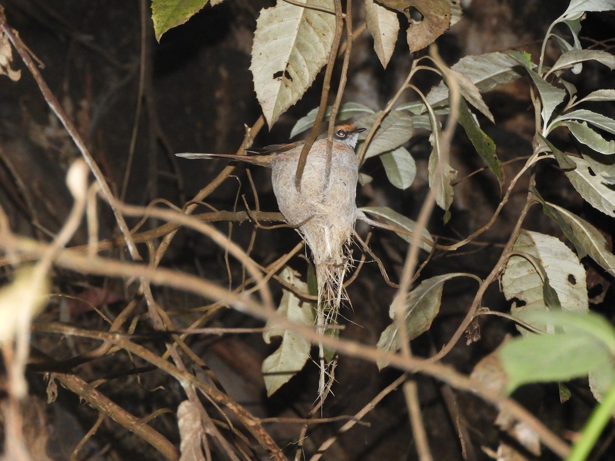 Australian Rufous Fantail - ML646775106