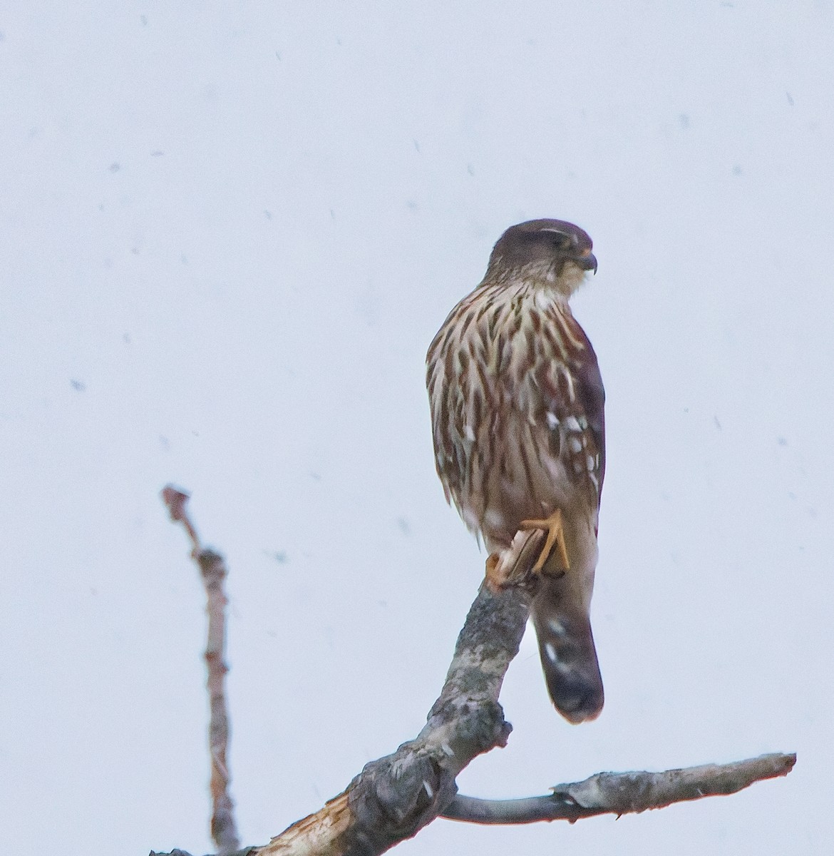 灰背隼(richardsonii) - ML646775107