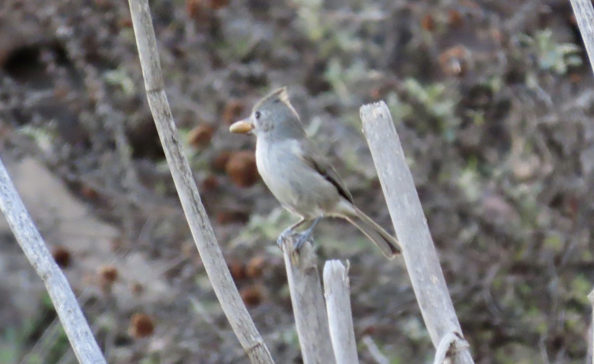 Oak Titmouse - ML646775108