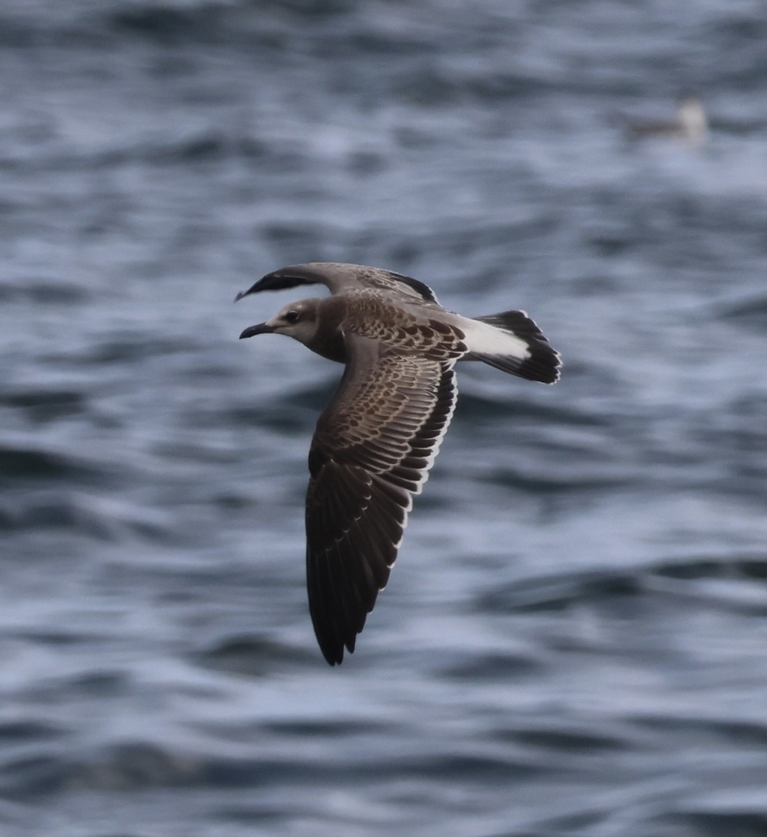 Gaviota Guanaguanare - ML646775110