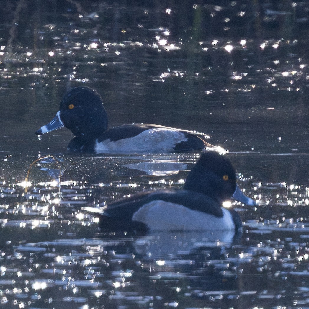 Ring-necked Duck - ML646775114