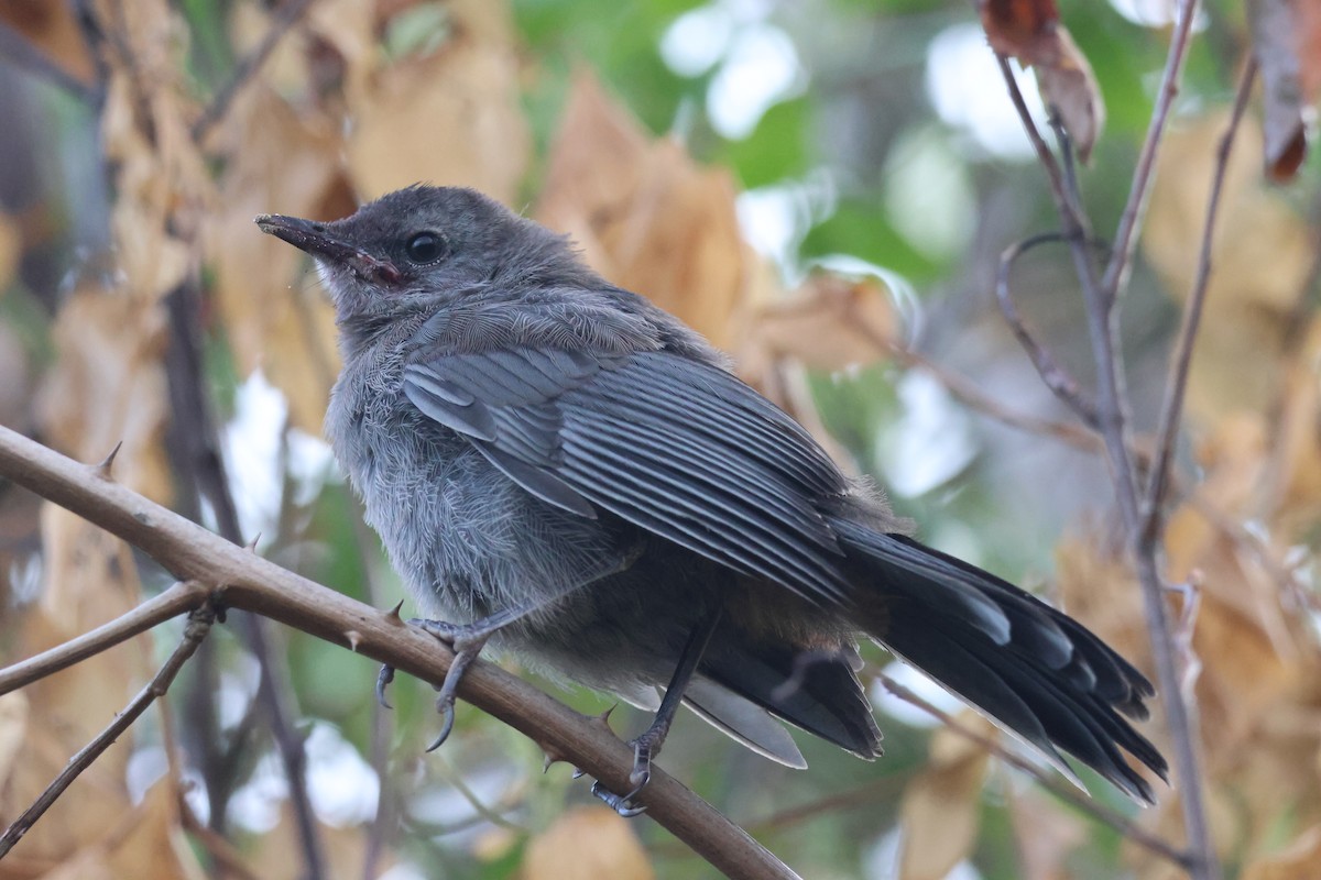 Pájaro Gato Gris - ML646775115