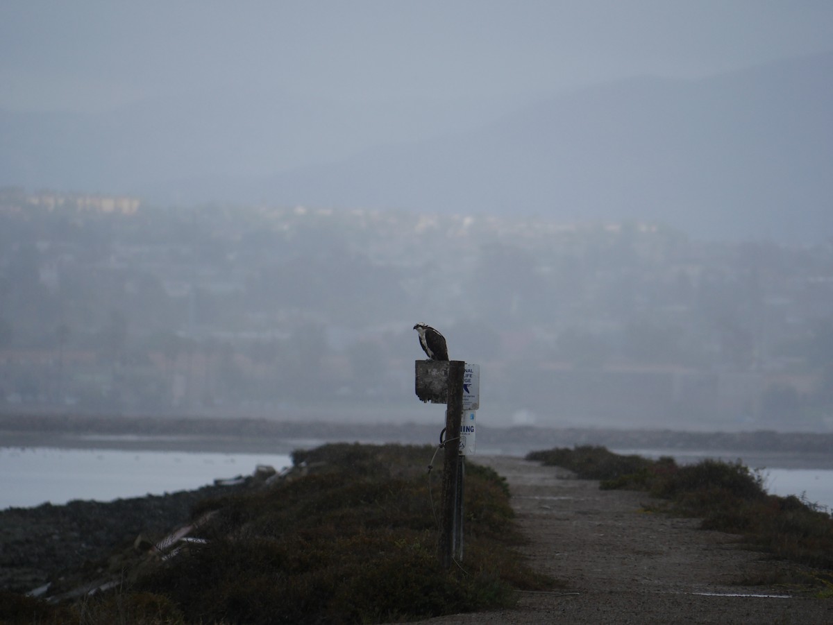 Osprey - ML646775117