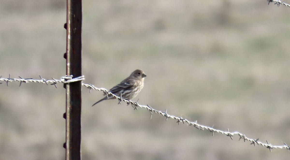 House Finch - ML646775118