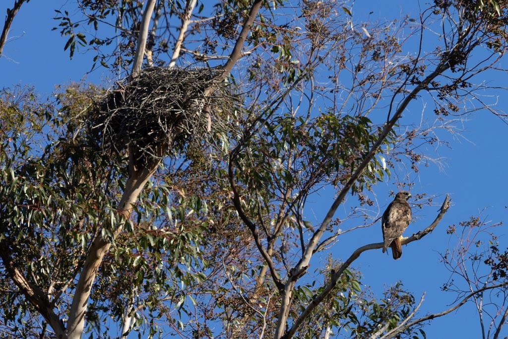 Red-tailed Hawk - ML646775119