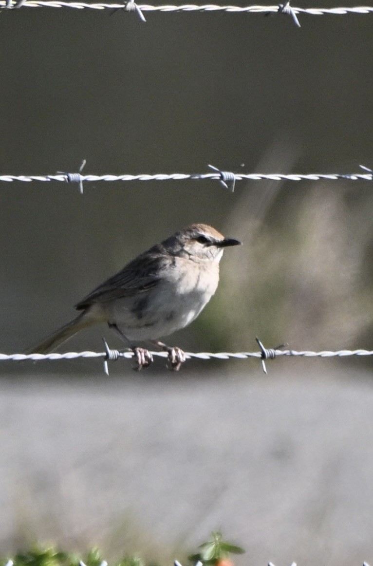 Rufous Songlark - ML646775120