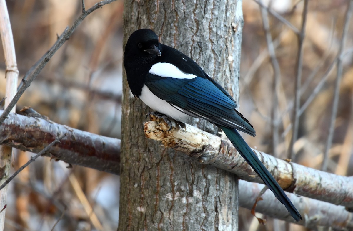 Черноклювая сорока - ML646775121